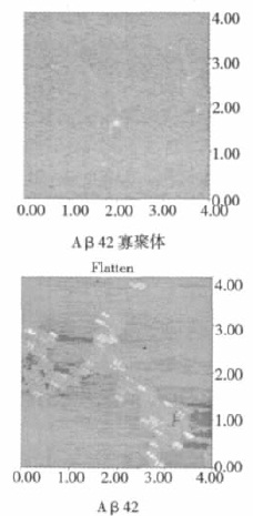 原子力显微镜观察 Aβ42 寡聚体和 Aβ42 形态比较
